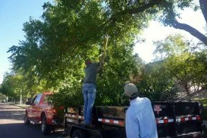 Expert yard cleanup service for outdoor upgrades in Colorado Springs, CO by Front Range Arborists