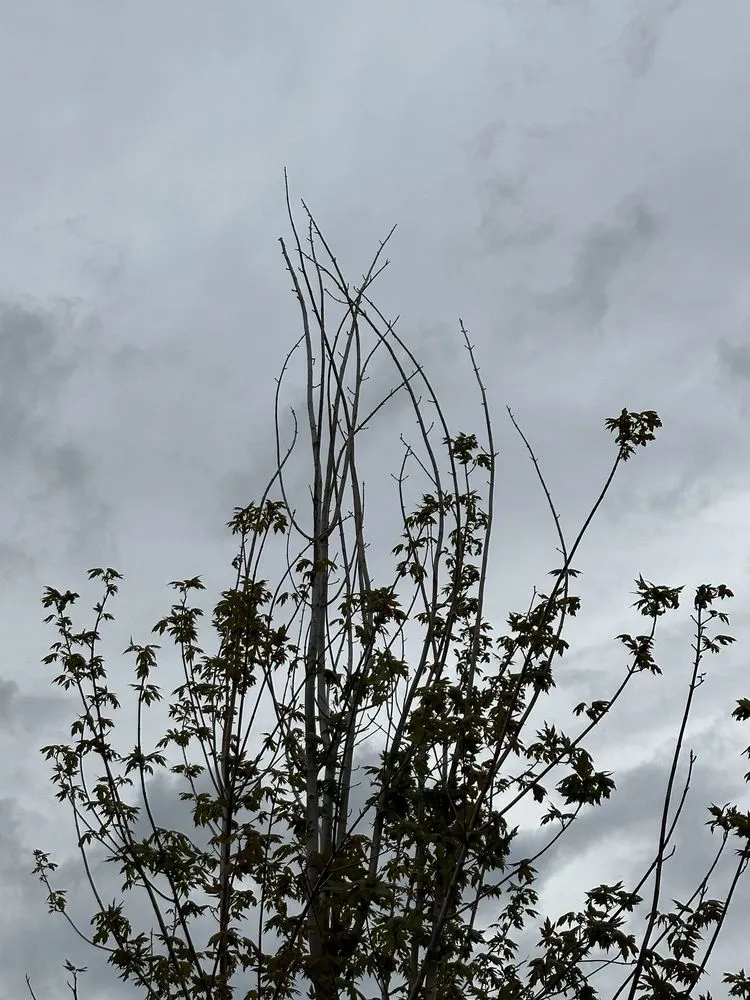 Professional garden landscaping in Franktown, CO by Front Range Landscape and Nursery