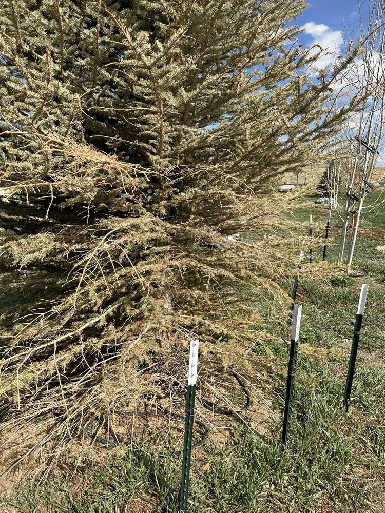 Trusted lawn care service for outdoor upgrades across Franktown, CO - Front Range Landscape and Nursery