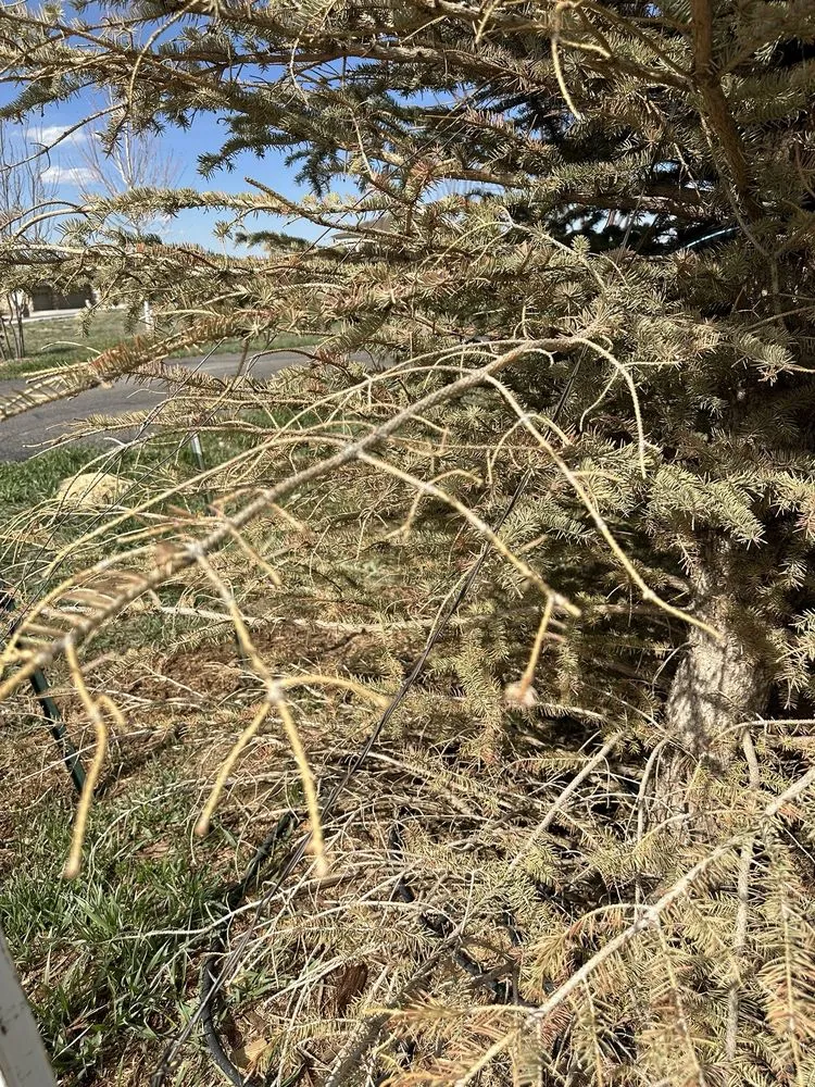 Reliable outdoor landscaping for outdoor upgrades in Franktown, CO by Front Range Landscape and Nursery