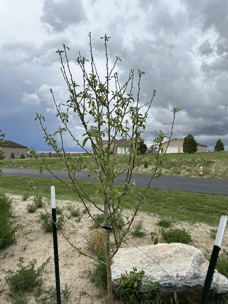 Affordable lawn mowing service experts serving Franktown, CO - Front Range Landscape and Nursery