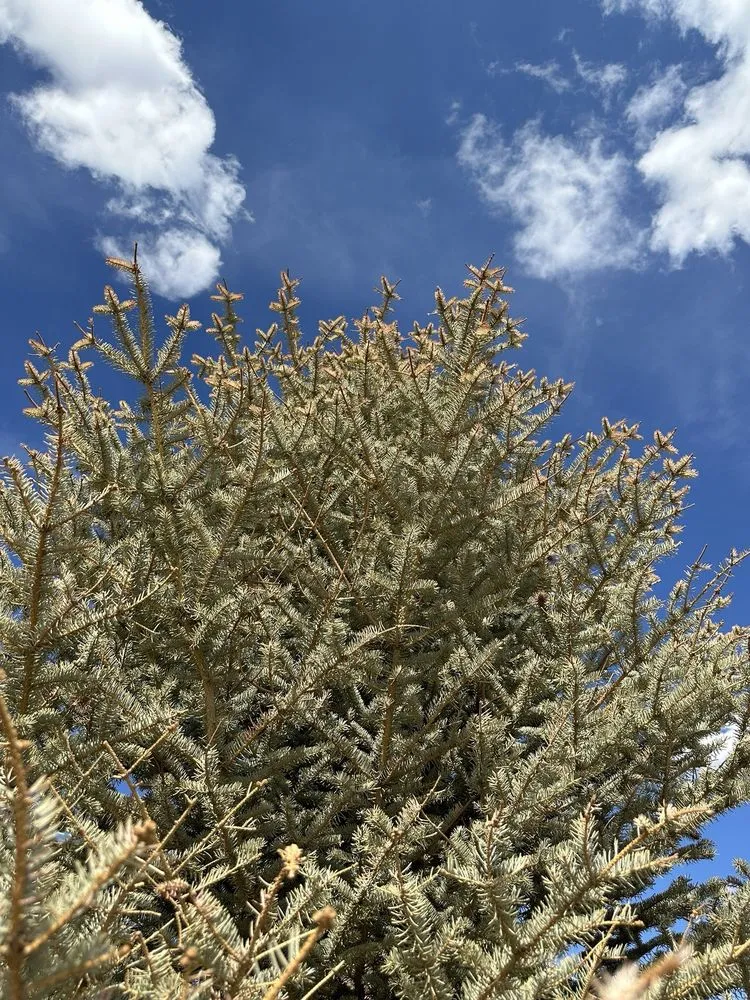 Local lawn mowing service experts serving Franktown, CO - Front Range Landscape and Nursery