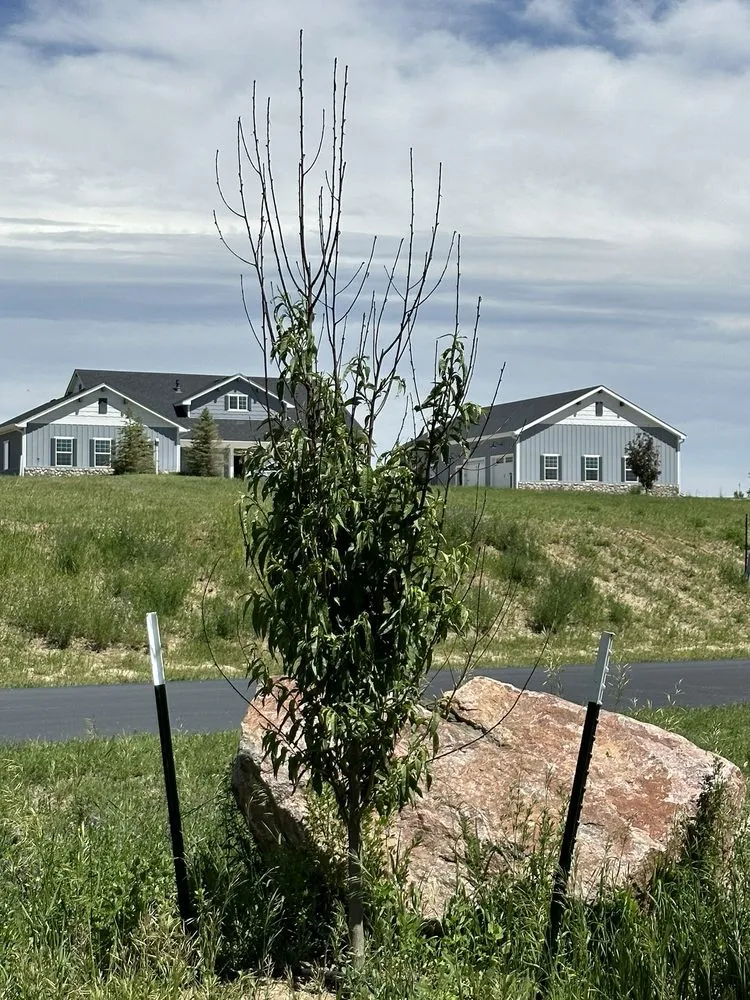 Custom yard cleanup service in Franktown, CO by Front Range Landscape and Nursery