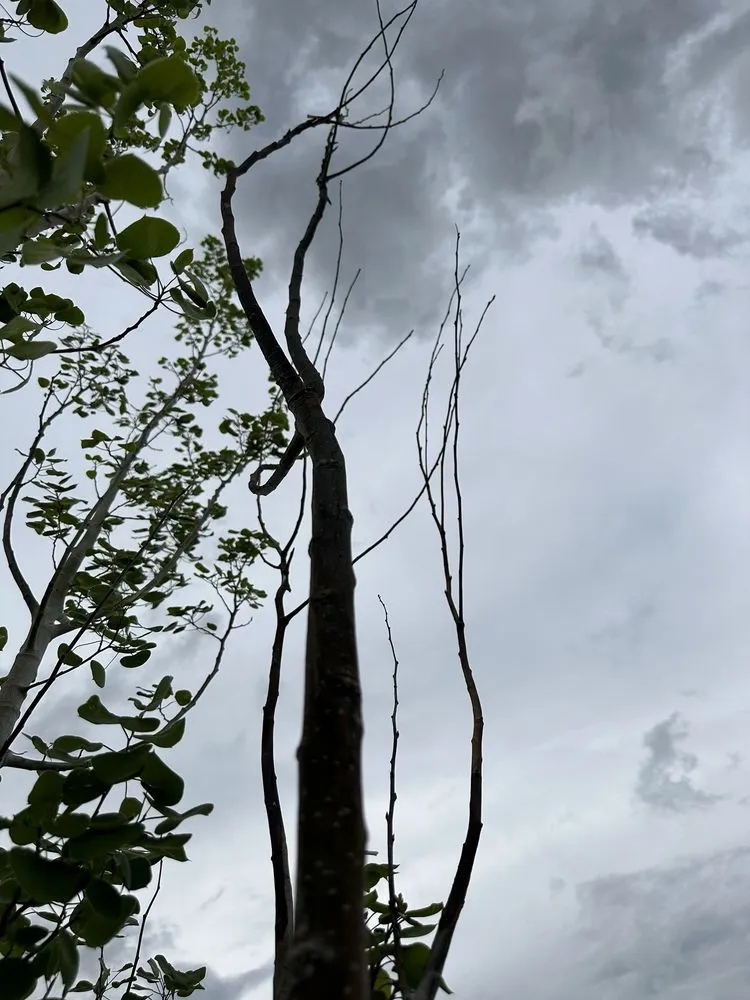 Professional yard cleanup service for year-round maintenance in Franktown, CO by Front Range Landscape and Nursery