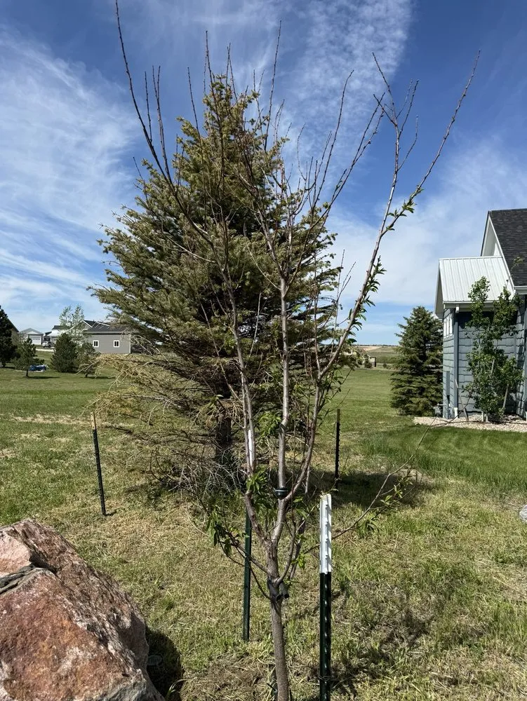 Top-rated lawn care service experts serving Franktown, CO - Front Range Landscape and Nursery