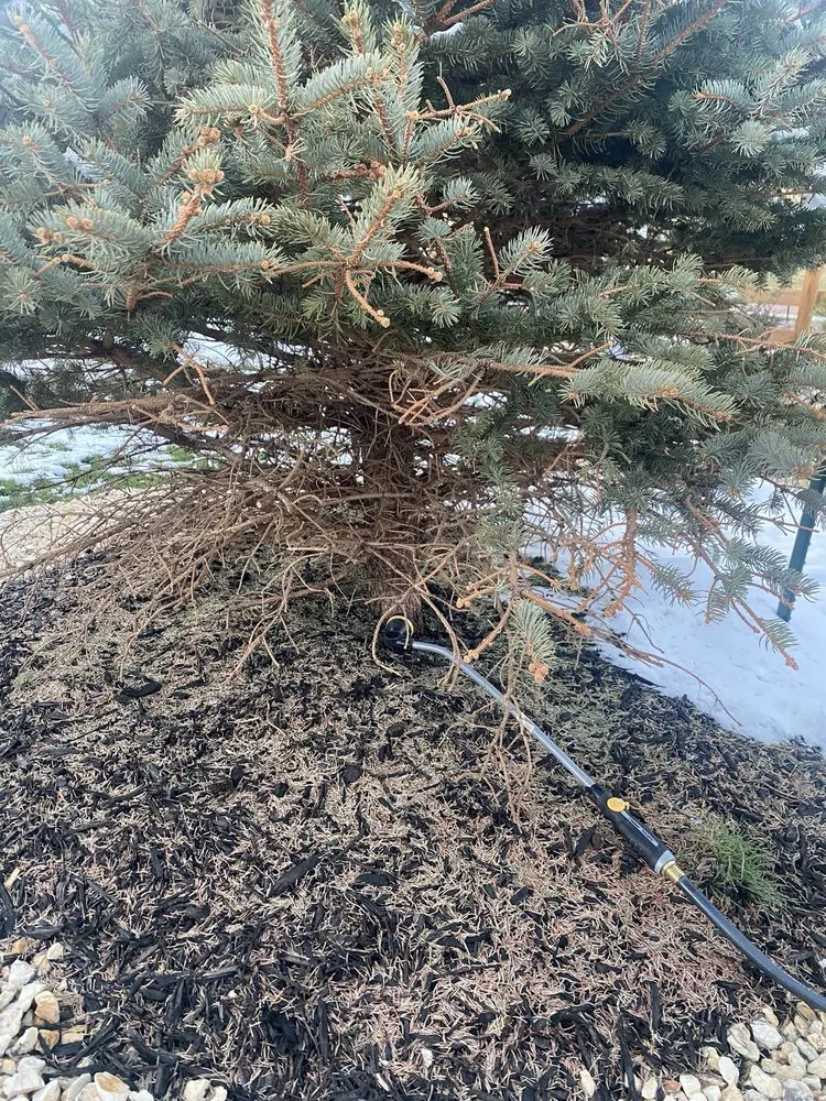 Trusted lawn mowing service in Franktown, CO by Front Range Landscape and Nursery