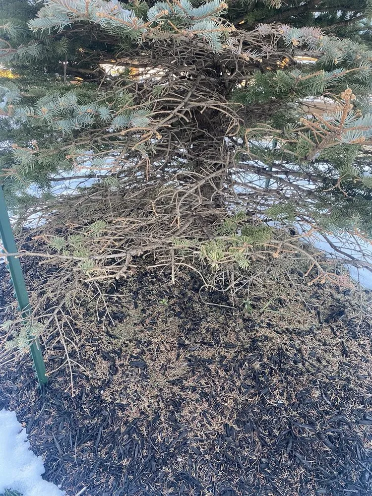 Trusted yard maintenance experts serving Franktown, CO - Front Range Landscape and Nursery