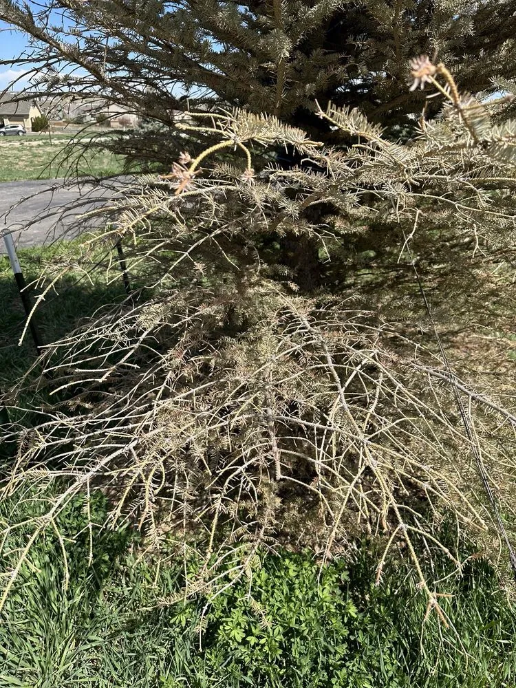 Custom garden landscaping in Franktown, CO by Front Range Landscape and Nursery