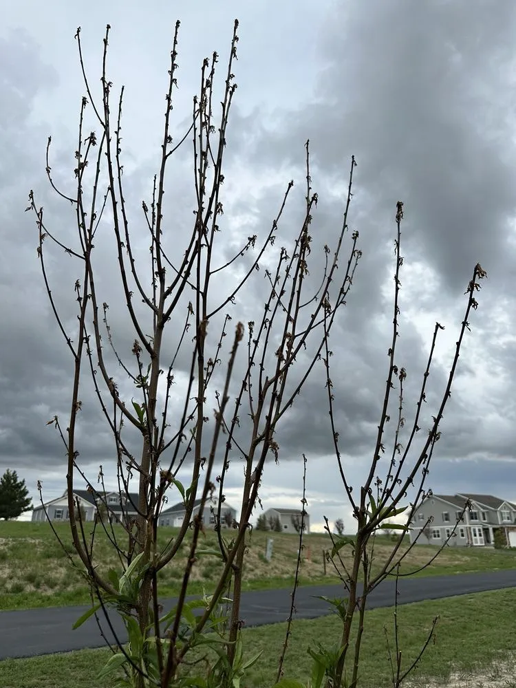 Affordable lawn mowing service in Franktown, CO by Front Range Landscape and Nursery