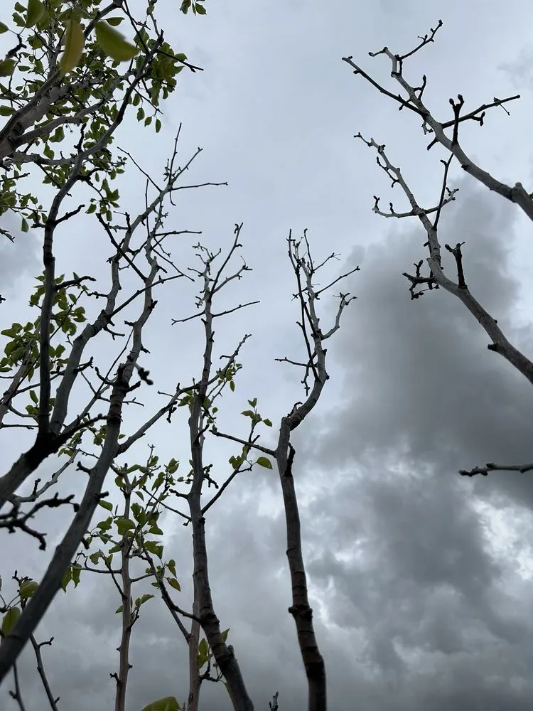 Top-rated outdoor landscaping for homes in Franktown, CO by Front Range Landscape and Nursery