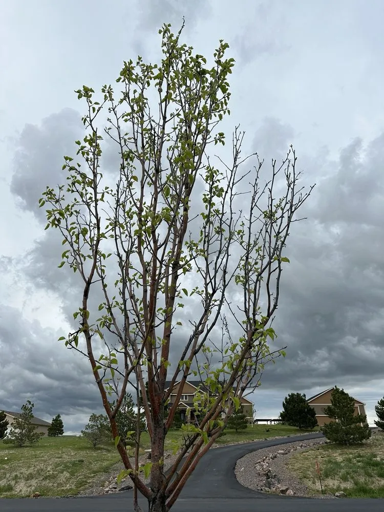 Expert residential landscaping experts serving Franktown, CO - Front Range Landscape and Nursery