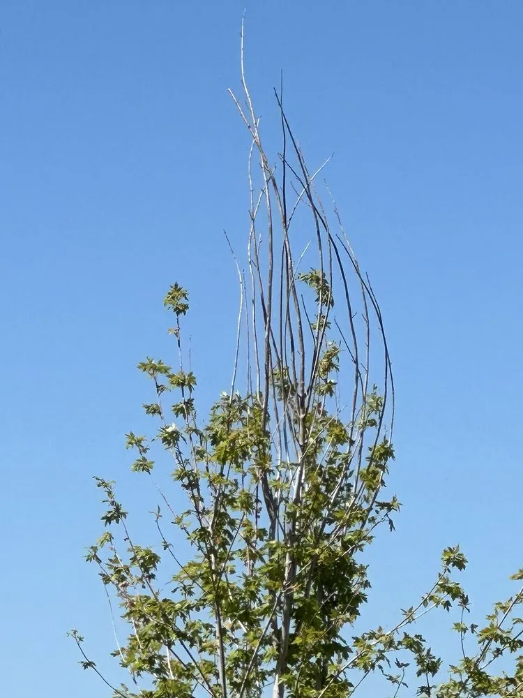 Top-rated yard maintenance in Franktown, CO by Front Range Landscape and Nursery