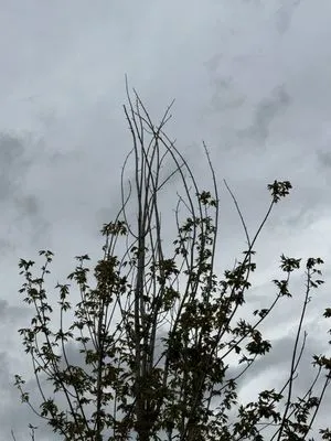 Front Range Landscape and Nursery Logo