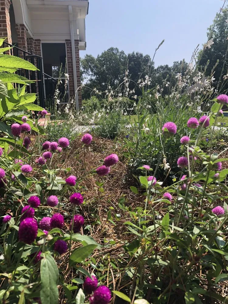 Affordable landscaping services near you across Columbia, SC - Front Yard Forest