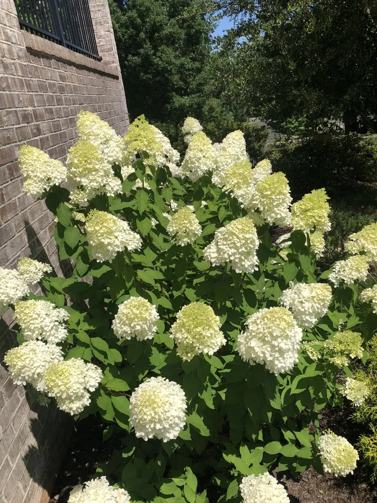 Local garden landscaping near you in Columbia, SC by Front Yard Forest