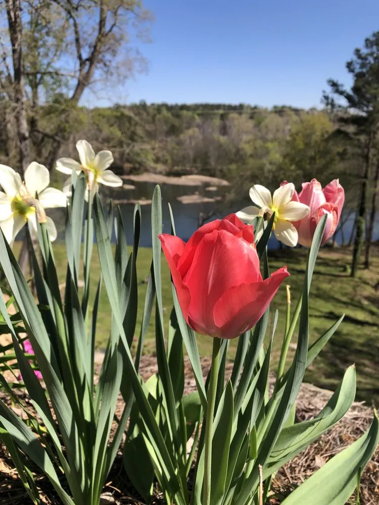 Expert yard cleanup service for homes in Columbia, SC by Front Yard Forest