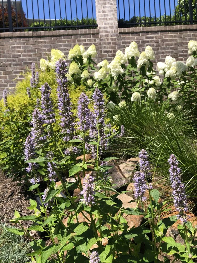 Trusted landscape installation for year-round maintenance in Columbia, SC by Front Yard Forest