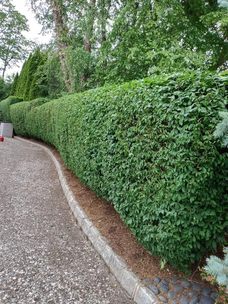 Trusted lawn care service for beautiful yards across Union City, NJ - Frontera Lands