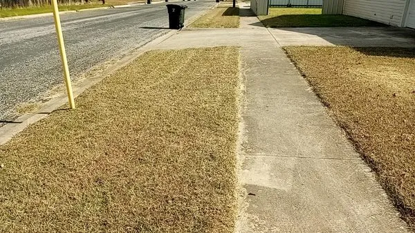 Frosch Lawn & Tree Service Logo