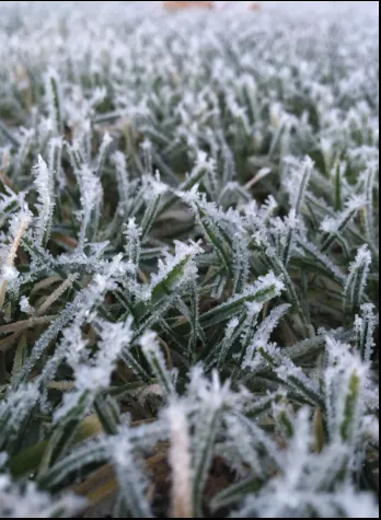 Top-rated yard maintenance in Orting, WA - Frost Landscape & Design