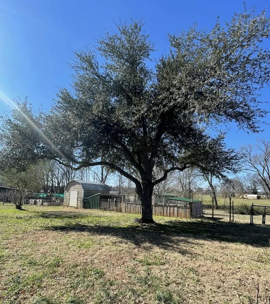 Trusted yard cleanup service in Nacogdoches, TX - Frost Landscaping and Irrigation