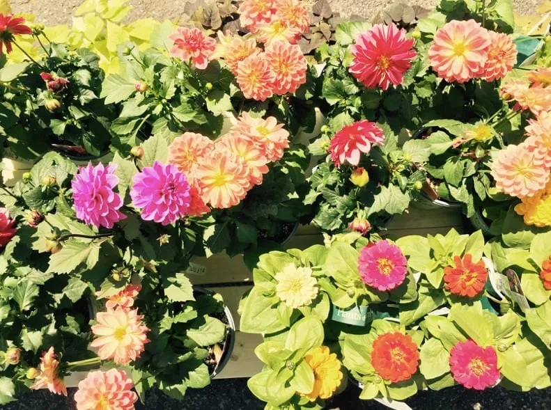 Custom landscape design in Springfield, OH by Frostop