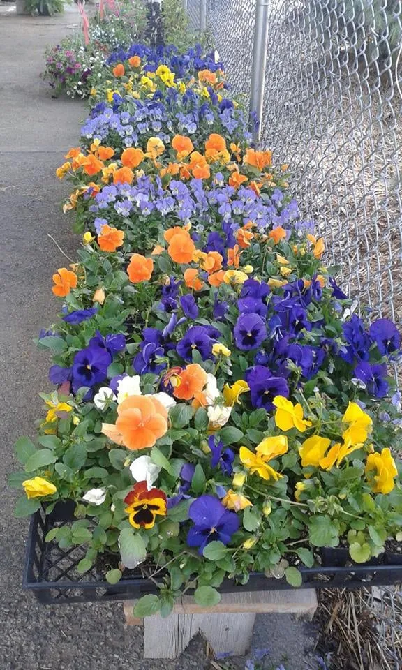 Top-rated outdoor landscaping for year-round maintenance across Springfield, OH - Frostop