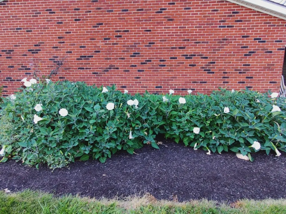 Affordable lawn care service for beautiful yards in Lebanon, IN by Frosty Green's Landscaping