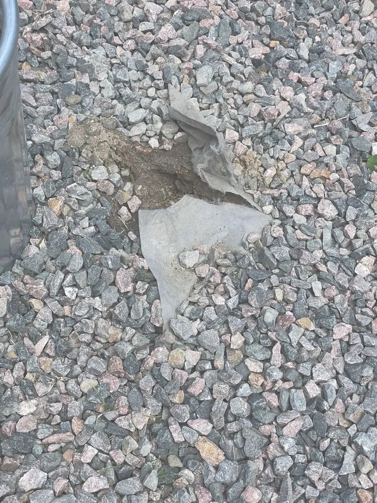 Trusted landscaping services experts serving Broomfield, CO - FRSR