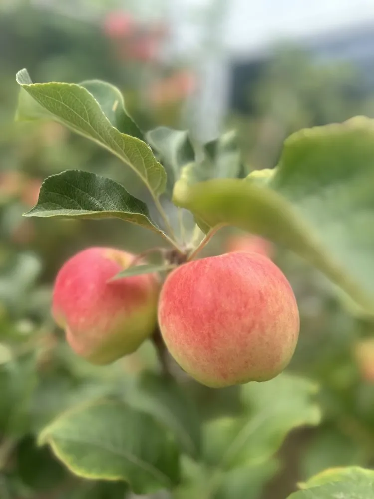 Local landscape design in Del Mar, CA - Fruitmommy Organic Solutions