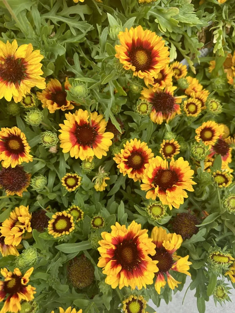 Top-rated yard maintenance in Del Mar, CA - Fruitmommy Organic Solutions