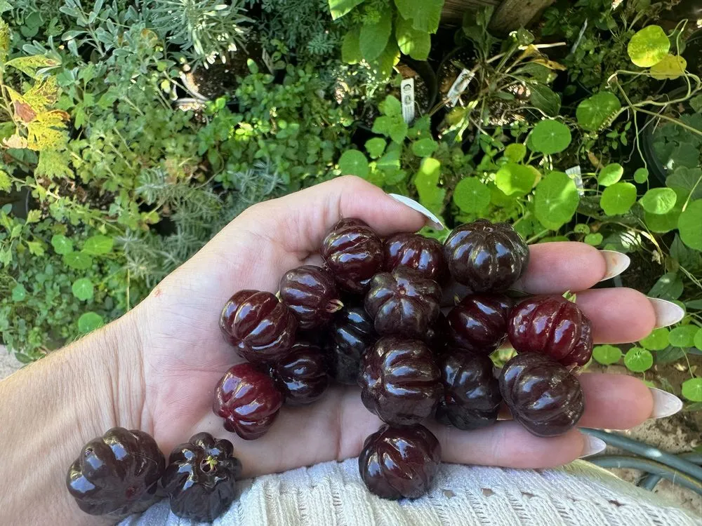 Affordable outdoor landscaping near you across Del Mar, CA - Fruitmommy Organic Solutions