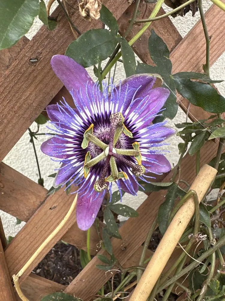 Top-rated landscape installation experts serving Del Mar, CA - Fruitmommy Organic Solutions