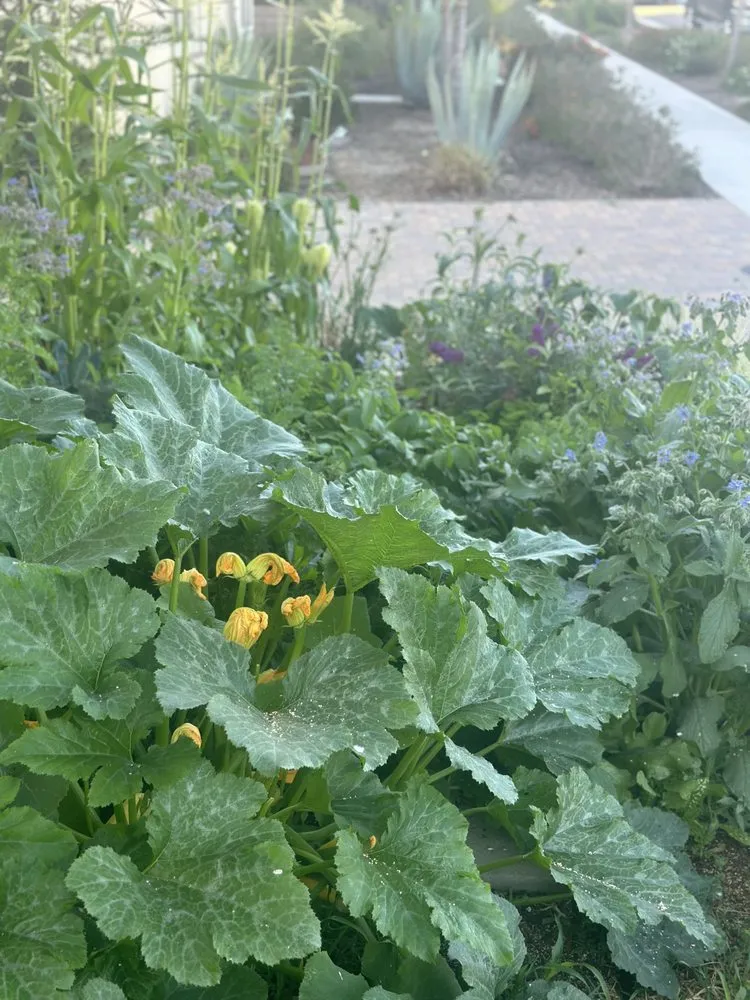 Professional landscape design in Del Mar, CA - Fruitmommy Organic Solutions