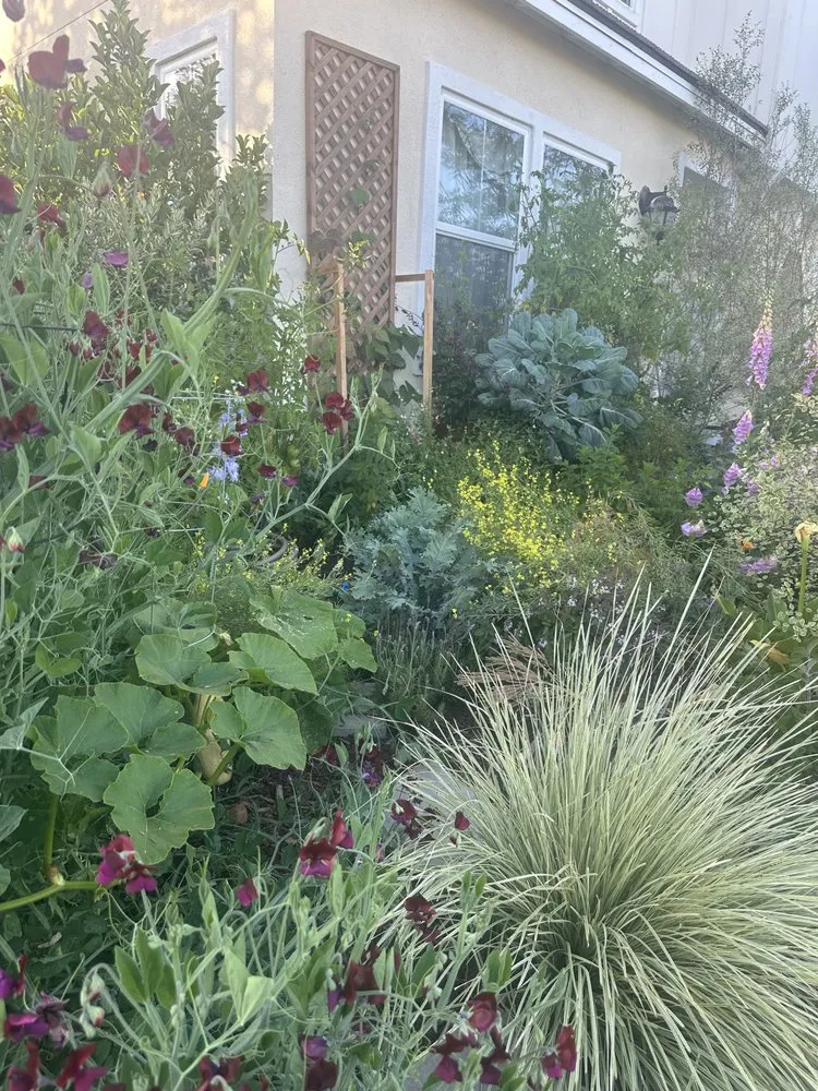 Expert lawn mowing service for homes in Del Mar, CA by Fruitmommy Organic Solutions