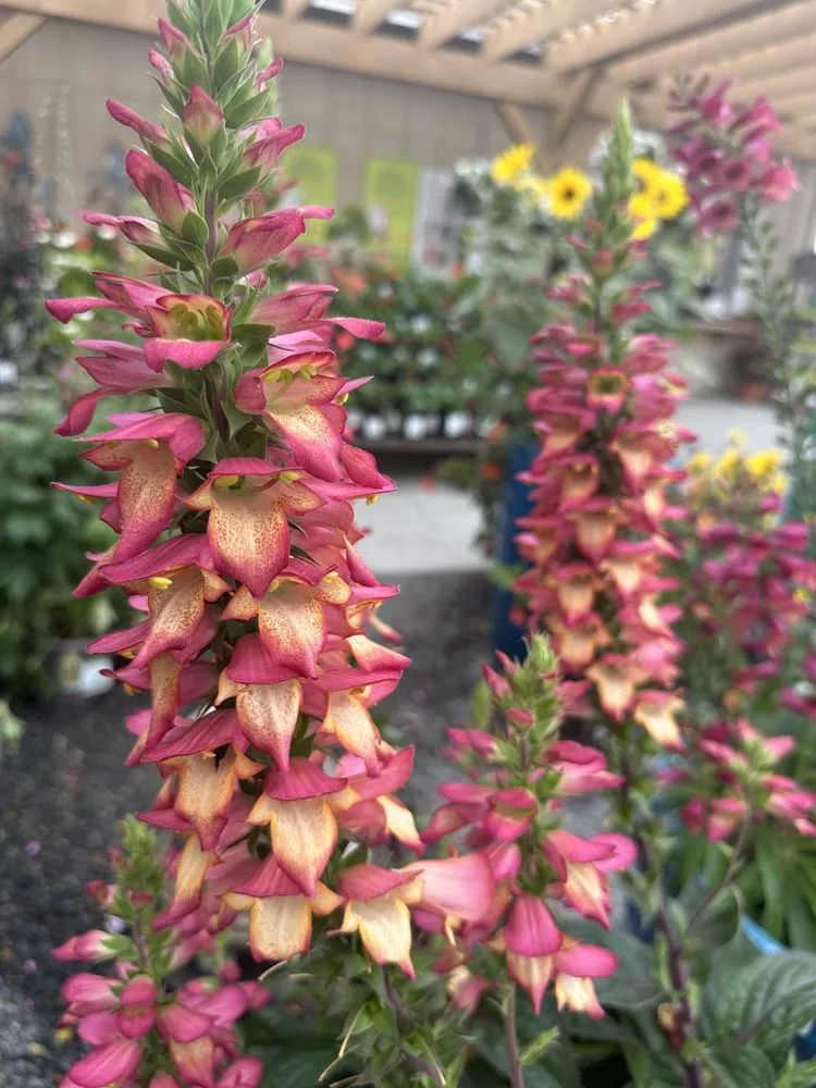 Reliable landscape installation experts serving Del Mar, CA - Fruitmommy Organic Solutions