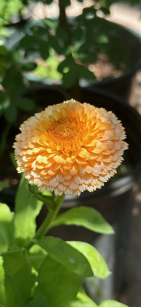 Affordable residential landscaping for year-round maintenance across Del Mar, CA - Fruitmommy Organic Solutions