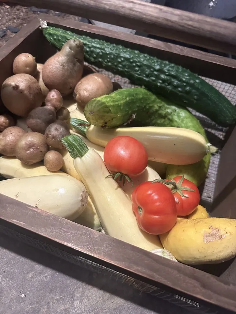 Trusted landscape design in Del Mar, CA by Fruitmommy Organic Solutions