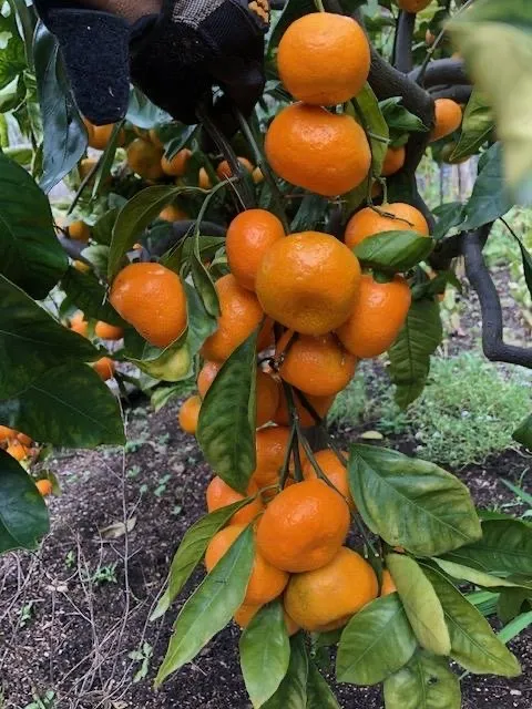 Reliable landscape installation in Del Mar, CA - Fruitmommy Organic Solutions