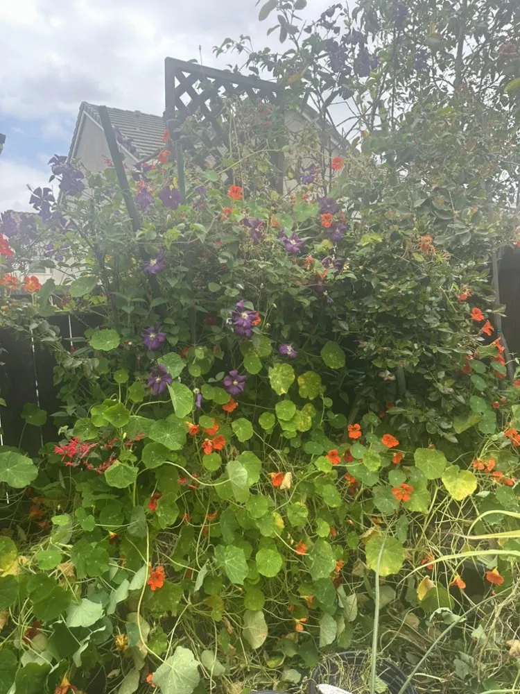 Reliable lawn mowing service in Del Mar, CA - Fruitmommy Organic Solutions