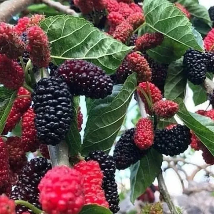 Affordable landscape installation in Del Mar, CA by Fruitmommy Organic Solutions