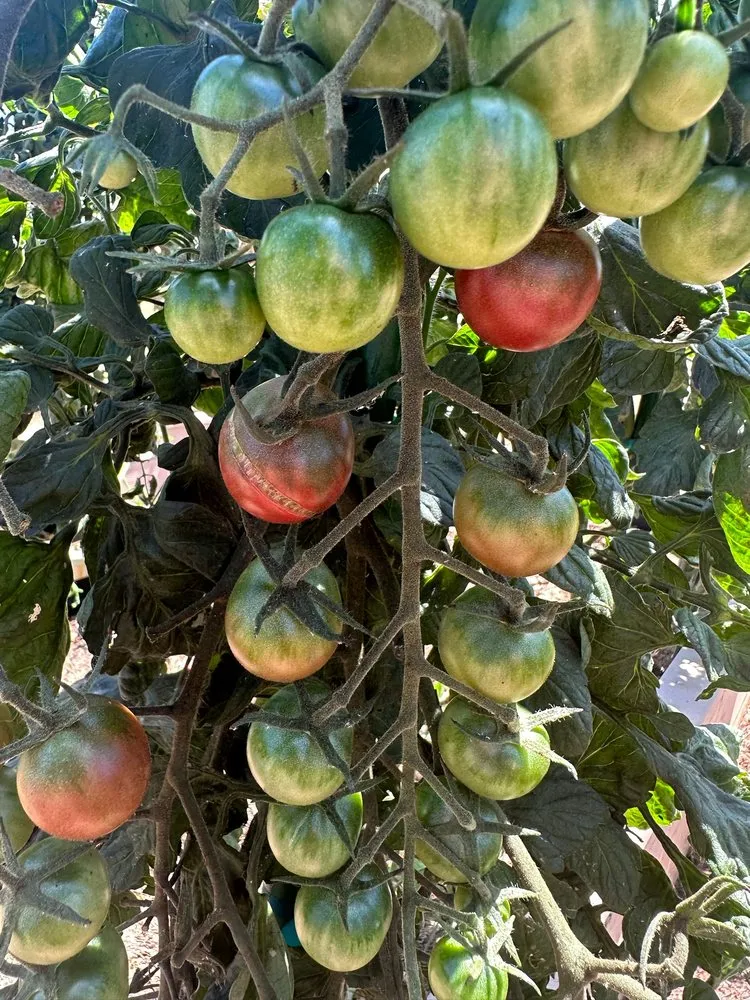 Top-rated yard cleanup service in Del Mar, CA - Fruitmommy Organic Solutions