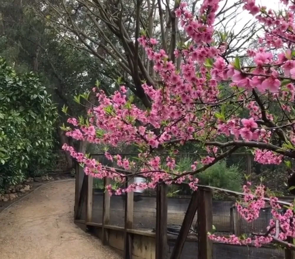 Custom lawn mowing service in Del Mar, CA by Fruitmommy Organic Solutions