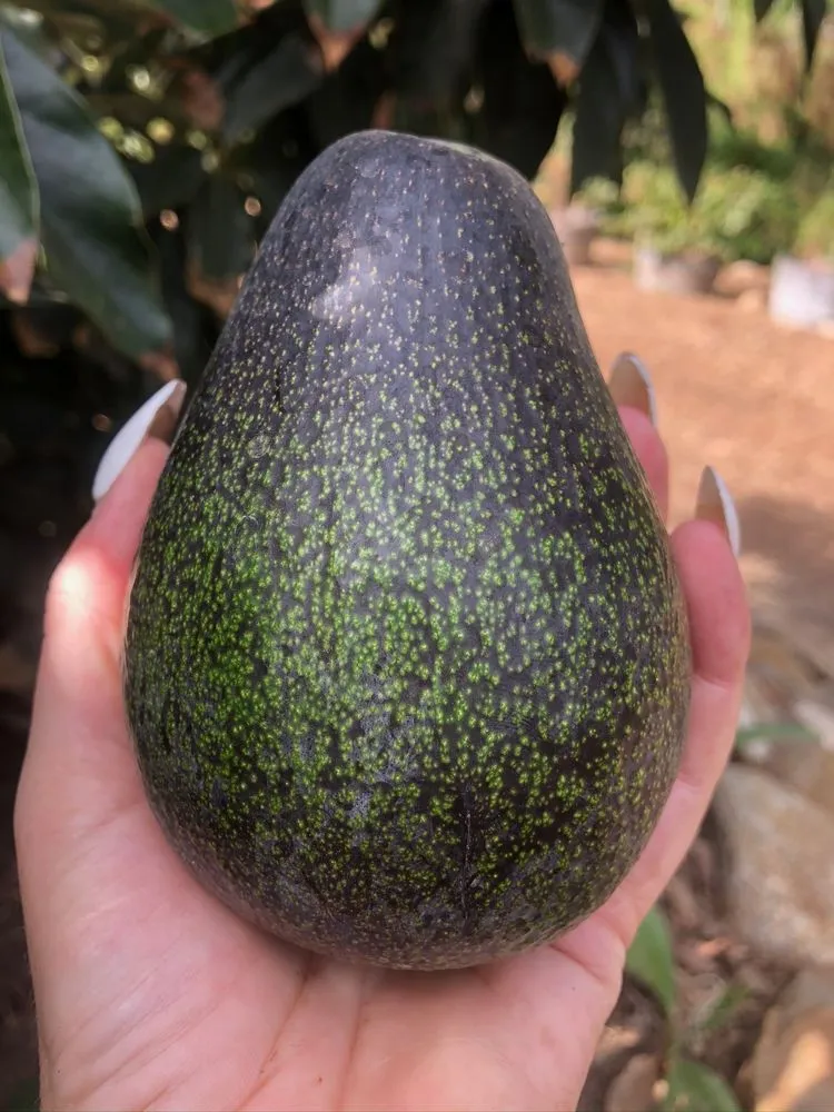 Custom landscape design for year-round maintenance across Del Mar, CA - Fruitmommy Organic Solutions