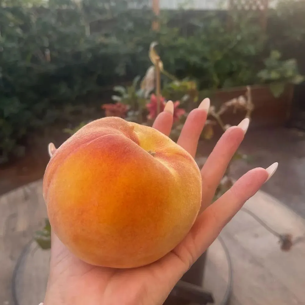 Trusted residential landscaping in Del Mar, CA - Fruitmommy Organic Solutions