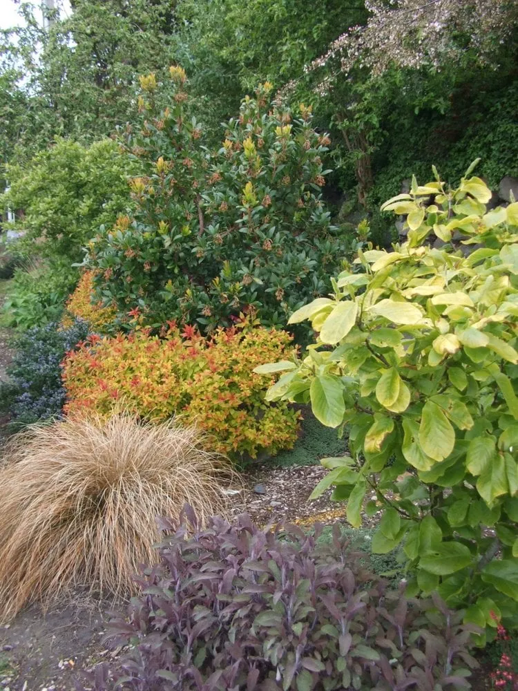 Trusted yard maintenance near you across Seattle, WA - Fruits to Fronds Garden Design