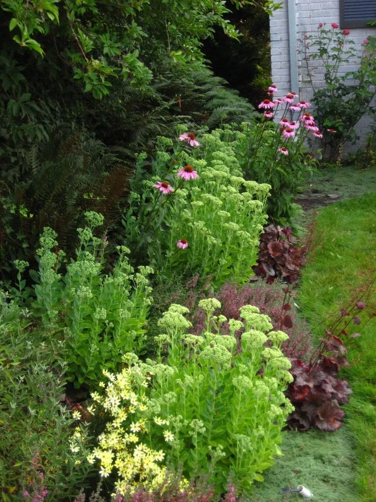 Affordable lawn care service experts serving Seattle, WA - Fruits to Fronds Garden Design