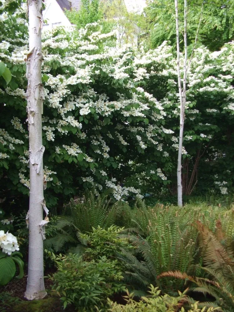 Reliable residential landscaping in Seattle, WA by Fruits to Fronds Garden Design