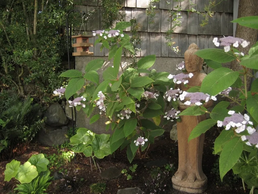 Trusted garden landscaping experts serving Seattle, WA - Fruits to Fronds Garden Design