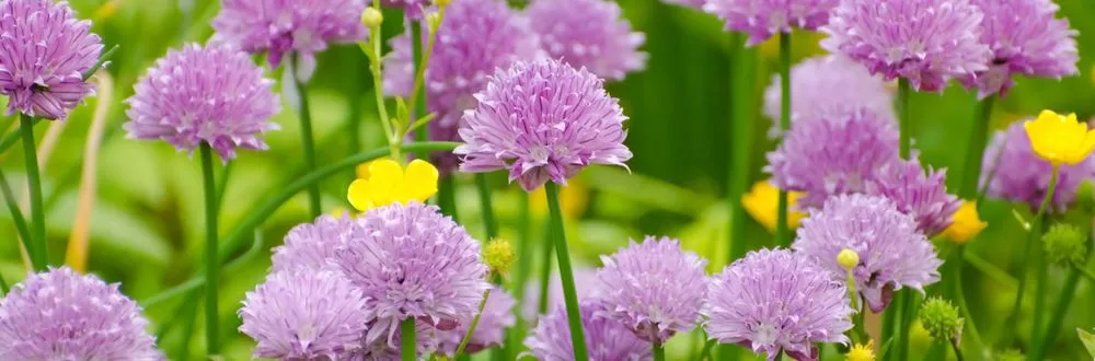 Top-rated landscape installation experts serving Lebanon, NH - Frye Landscaping